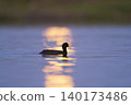 White winged coot, diving to look for food,  140173486