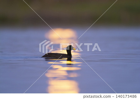 White winged coot, diving to look for food,  140173486