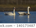 Coscoroba swans in lagoon envirinment, La Pampa 140173487