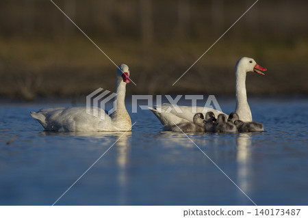 Coscoroba swans in lagoon envirinment, La Pampa Coscoroba swans in lagoon envirinment, La Pampa 140173487