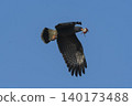 Snail Kite , Ibera Marsh National Park  140173488