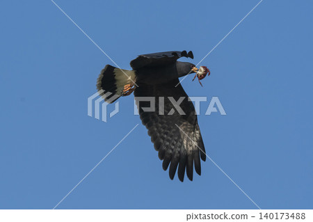 Snail Kite , Ibera Marsh National Park Snail Kite , Ibera Marsh National Park 140173488