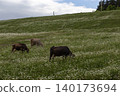 Cows grazing on green hills in Georgia 140173694