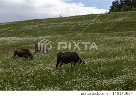 Cows grazing on green hills in Georgia Cows grazing on green hills in Georgia 140173694