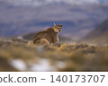 Puma walking in mountain environment, 140173707