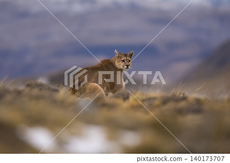 Puma walking in mountain environment, 140173707