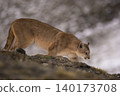 Puma walking in mountain environment,  140173708