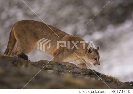 Puma walking in mountain environment,  140173708