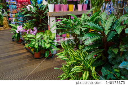 Vibrant Green Plants Adorn the Bustling Flower Market in Amsterdam's Lively City Center, Capturing the Essence of Local Charm Vibrant Green Plants Adorn the Bustling Flower Market in Amsterdam's Lively City Center, Capturing the Essence of Local Charm 140173873