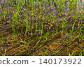 A rice plantation in the spanish ebro river delta 140173922
