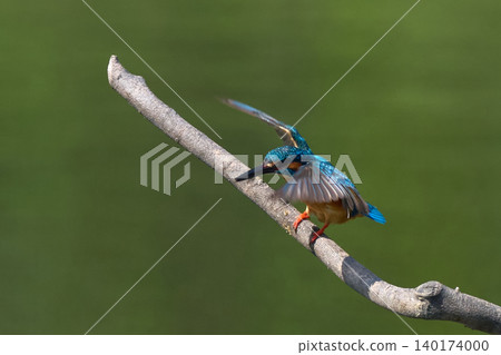Kingfisher Kingfisher 140174000