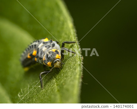 Macro Close-Up of Ladybug Larva on Green Leaf Showing Black Body and Orange Markings Macro Close-Up of Ladybug Larva on Green Leaf Showing Black Body and Orange Markings 140174001