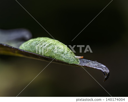 Green Chrysalis Pupa On Leaf Macro Close-Up Showing Butterfly Metamorphosis And Natural Transformation 140174004