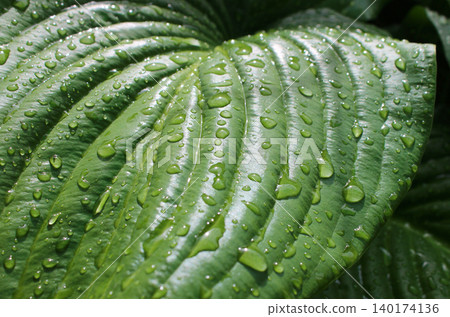 Drops Shimmer In The Light On Wet Leave Of Decorative Plant Closeup View Drops Shimmer In The Light On Wet Leave Of Decorative Plant Closeup View 140174136