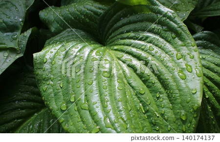 Detailed Photo Of Green Leaves Of Exotic Plant With Water Drops On It Detailed Photo Of Green Leaves Of Exotic Plant With Water Drops On It 140174137
