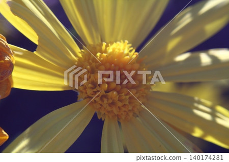 Beautiful flowers blooming in the garden, Bodrum Turkey Beautiful flowers blooming in the garden, Bodrum Turkey 140174281