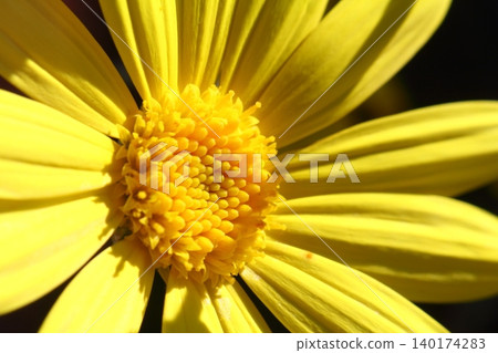 Beautiful flowers blooming in the garden, Bodrum Turkey Beautiful flowers blooming in the garden, Bodrum Turkey 140174283
