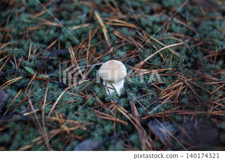 Lycoperdon perlatum common puffball mushroom with small round beige cap Lycoperdon perlatum common puffball mushroom with small round beige cap 140174321