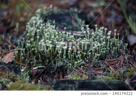 Cladonia lichen colony with distinctive cup shaped pale green podetia Cladonia lichen colony with distinctive cup shaped pale green podetia 140174322