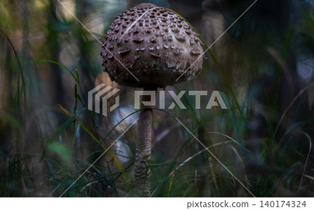 Large parasol mushroom Macrolepiota procera rising among forest Large parasol mushroom Macrolepiota procera rising among forest 140174324