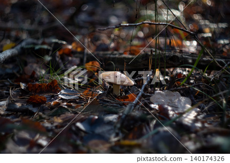 Tiny solitary Suillus granulatus mushroom with flat beige cap Tiny solitary Suillus granulatus mushroom with flat beige cap 140174326