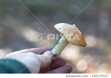 Human hand holding freshly picked Suillus granulatus granulated bolete 140174327
