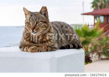 Tabby cat resting on a white concrete pedestal near the sea in Paphos, Cyprus, looking toward the camera in a sphinx pose. 140174414