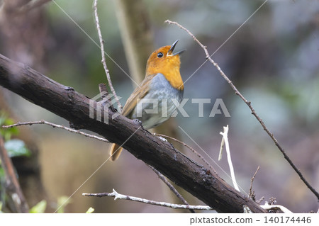 A robin perched on a branch, singing. 140174446