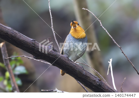 A robin perched on a branch, singing. 140174447