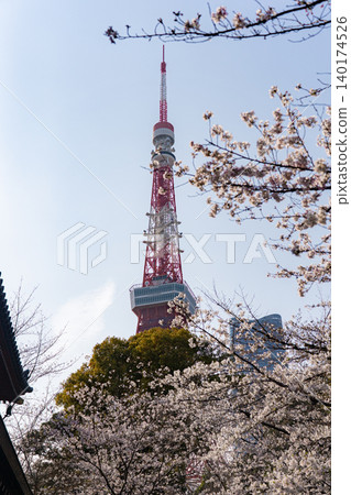 Cherry tree at Zojoji and Tokyo Tower 140174526