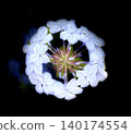 blue flower	 140174554