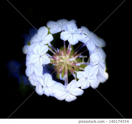 blue flower	 140174554