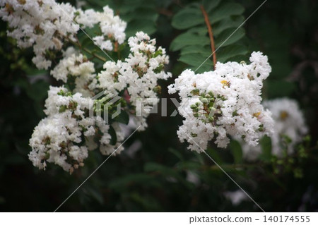 白縐myb花 白縐myb花 140174555