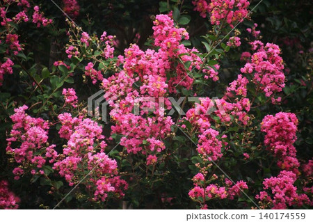 紫薇的紅色花朵 紫薇的紅色花朵 140174559