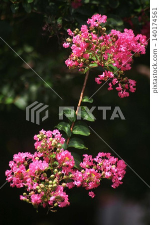 紫薇的紅色花朵 紫薇的紅色花朵 140174561