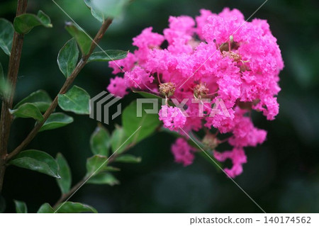 薩爾斯伯格的花 薩爾斯伯格的花 140174562