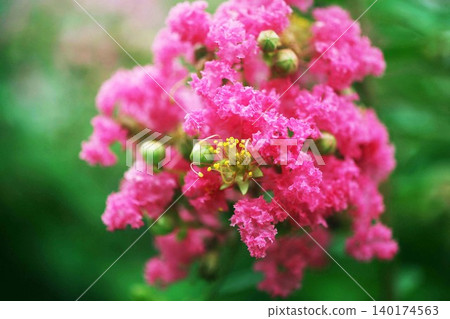 薩爾斯伯格的花 140174563