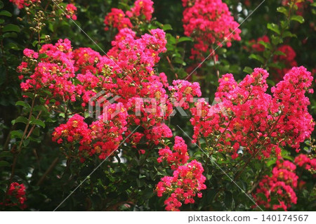 紅紫薇花 紅紫薇花 140174567