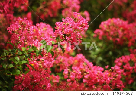 紅紫薇花 140174568