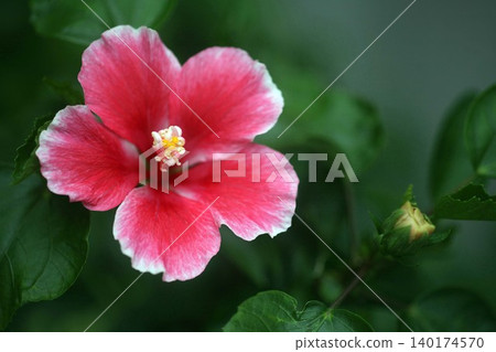 Hibiscus red flowers Hibiscus red flowers 140174570