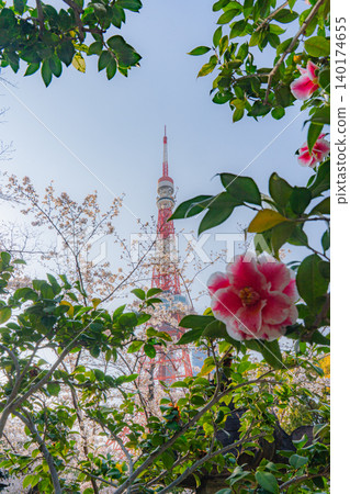 Cherry blossoms and camellias at Zojoji Temple and Tokyo Tower Cherry blossoms and camellias at Zojoji Temple and Tokyo Tower 140174655