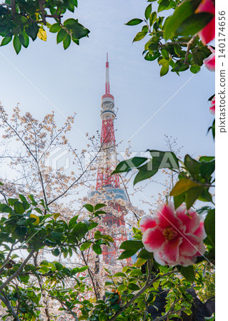 增上寺和東京鐵塔的櫻花和山茶花 增上寺和東京鐵塔的櫻花和山茶花 140174656