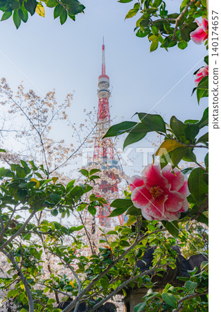 Cherry blossoms and camellias at Zojoji Temple and Tokyo Tower 140174657