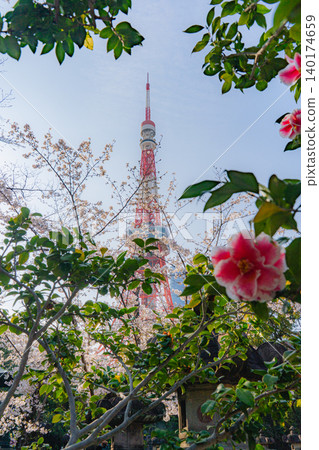 增上寺和東京鐵塔的櫻花和山茶花 增上寺和東京鐵塔的櫻花和山茶花 140174659