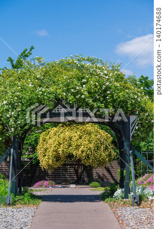 [Azumino City Museum of Art] White Banksia rose and yellow banksia rose in competition 140174688