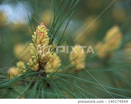The lovely red pine blossoms that bloomed in April The lovely red pine blossoms that bloomed in April 140174849