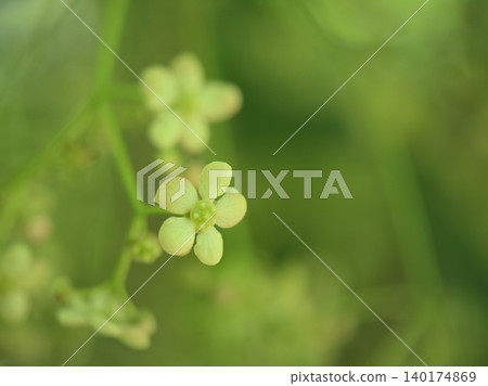 The small, delicate flowers of the Euonymus alatus bloomed in April. The small, delicate flowers of the Euonymus alatus bloomed in April. 140174869