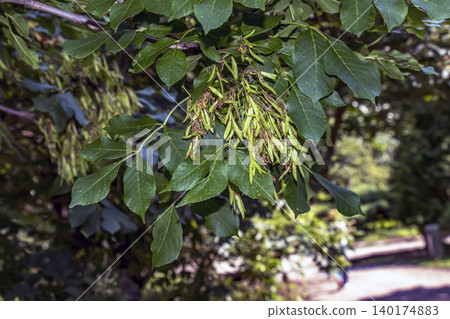 Winged fruits of Fraxinus ornus against green foliage in Slovakia 140174883
