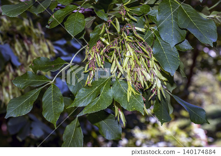 Fruiting branches of Fraxinus ornus with mature samaras in Slovakia 140174884