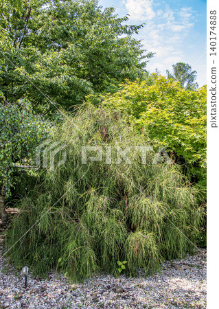 Weeping form of Chamaecyparis pisifera growing in Nitra Botanical Garden Slovakia Weeping form of Chamaecyparis pisifera growing in Nitra Botanical Garden Slovakia 140174888